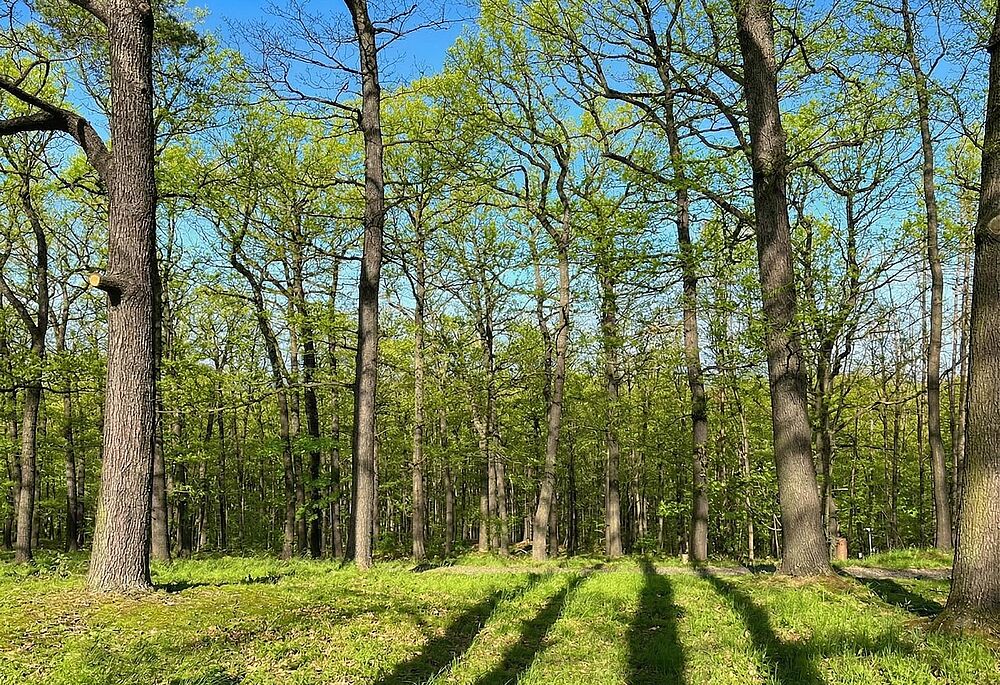 Lichter Baumbestand im Begräbnisforst auf dem Lindenberg